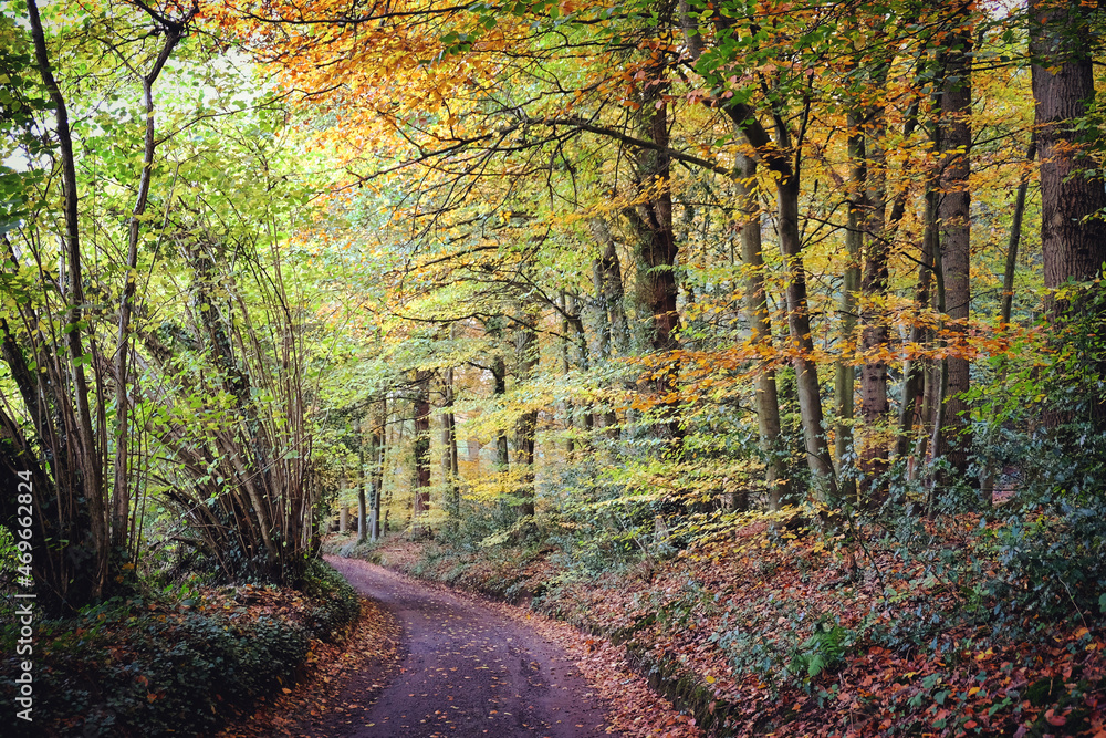 Autumn colour along a country lane, Chantry Woods, Guildford, Surrey, UK