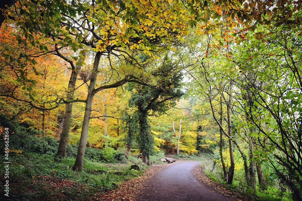 Autumn colour along a country lane, Chantry Woods, Guildford, Surrey, UK Autumn colour along a country lane, Chantry Woods, Guildford, Surrey, UK