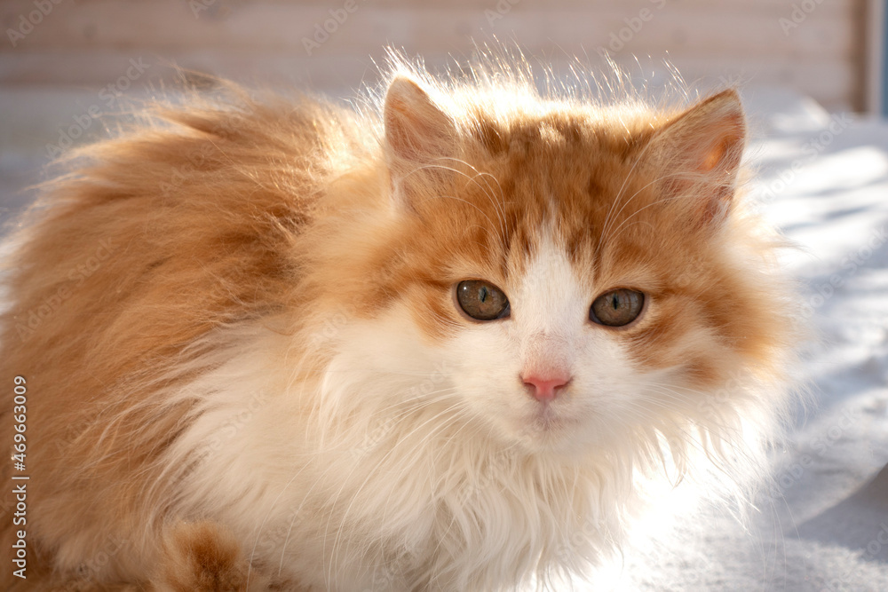 Kitten on window at home. Winter outdoors. Kitten on window at home. Winter outdoors.