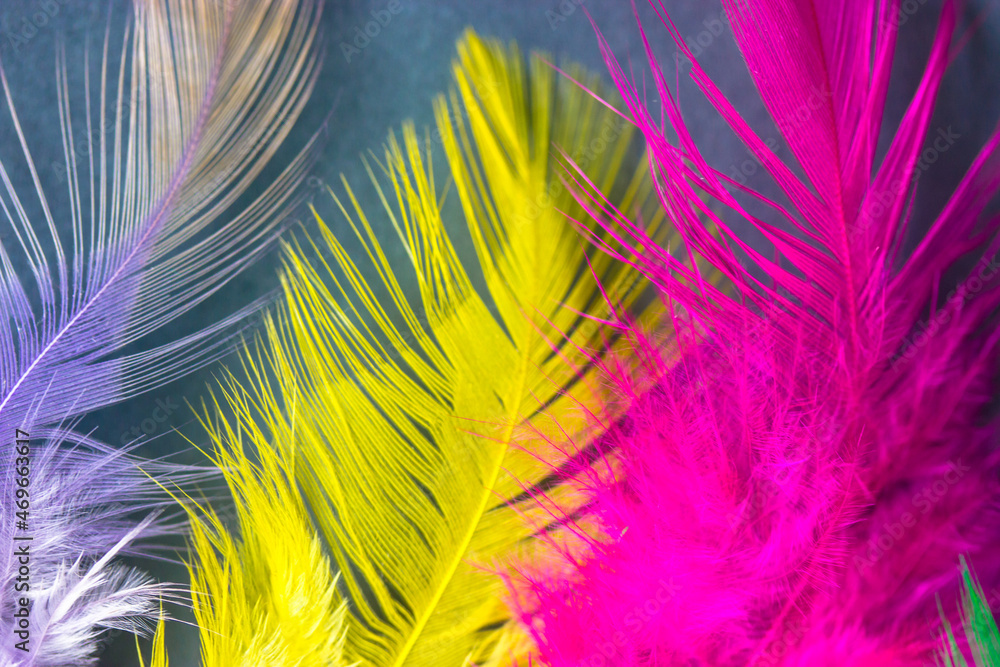 Fototapeta premium Yellow, pink, purple-white bird fluffy feathers on blue-grey background. Multicolored quills top view. Colorful backdrop. Macro plumes photography. Vibrant natural wallpaper. Soft tropical plumages. 