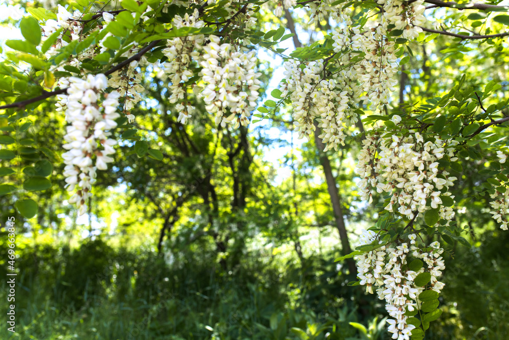 White flowers tree acacia. Blooming clusters of acacia. Honey spring plant. Collect nectar. Branches of black locust Robinia pseudoacacia . Closeup, macro. White flowers tree acacia. Blooming clusters of acacia. Honey spring plant. Collect nectar. Branches of black locust Robinia pseudoacacia . Closeup, macro.