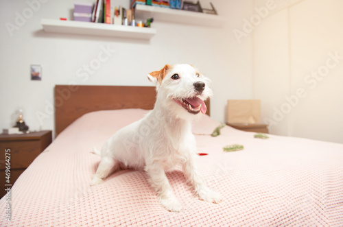 Jack Russell Terrier on white pink bed christmas full body light