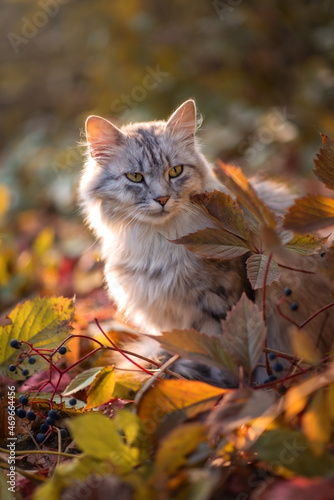 Photo of a beautiful gray cat in an autumn garden at sunset.