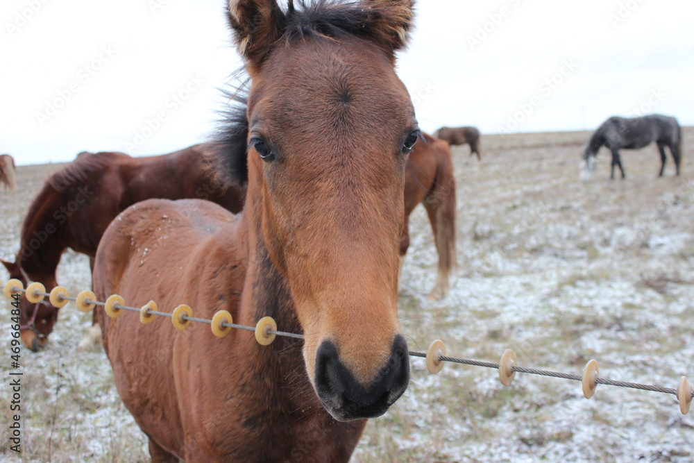Fototapeta premium Portrait of a brown foal.