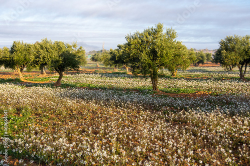 Wallpaper Mural Olivos fuente de aceite de oliva virgen extra Torontodigital.ca