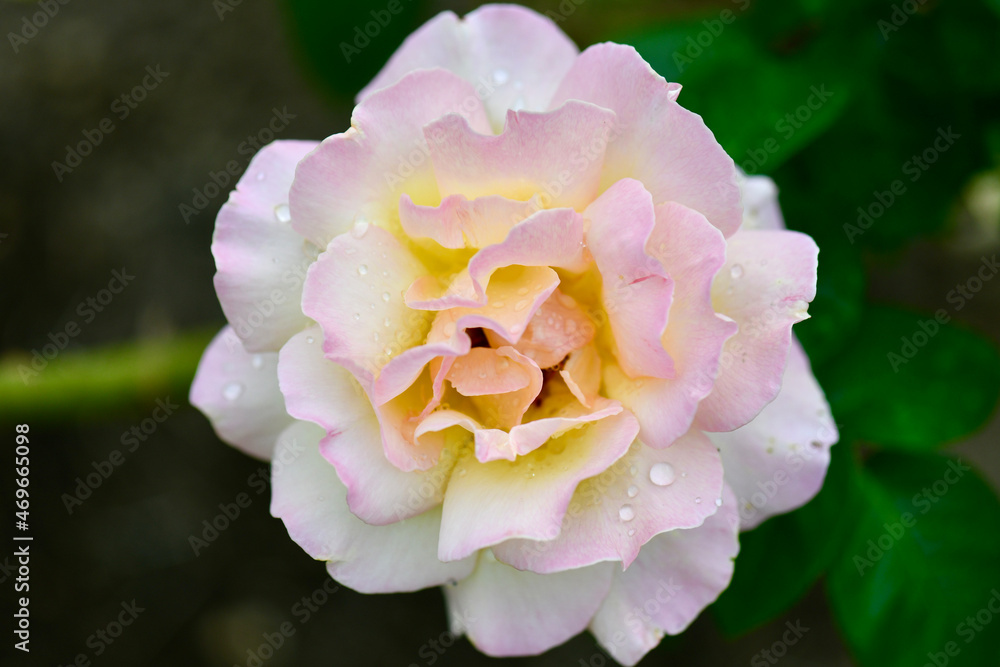 Obraz premium 薔薇とハエと雫