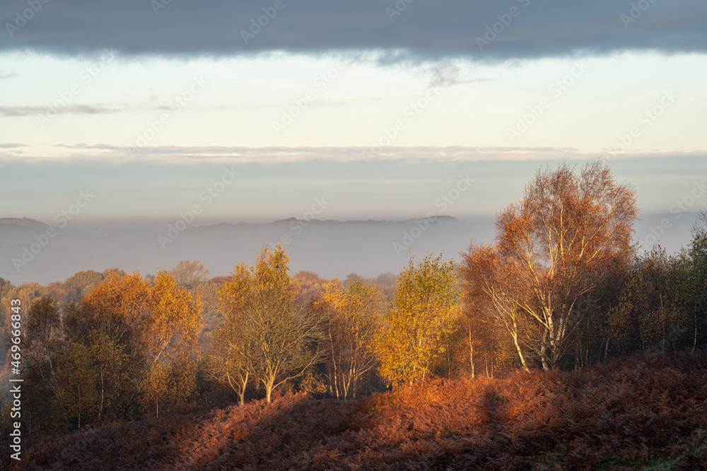 Golden autumnal fall tree and leaf colours at the Downs Banks, Barlaston in Staffordshire. Golden autumnal fall tree and leaf colours at the Downs Banks, Barlaston in Staffordshire.
