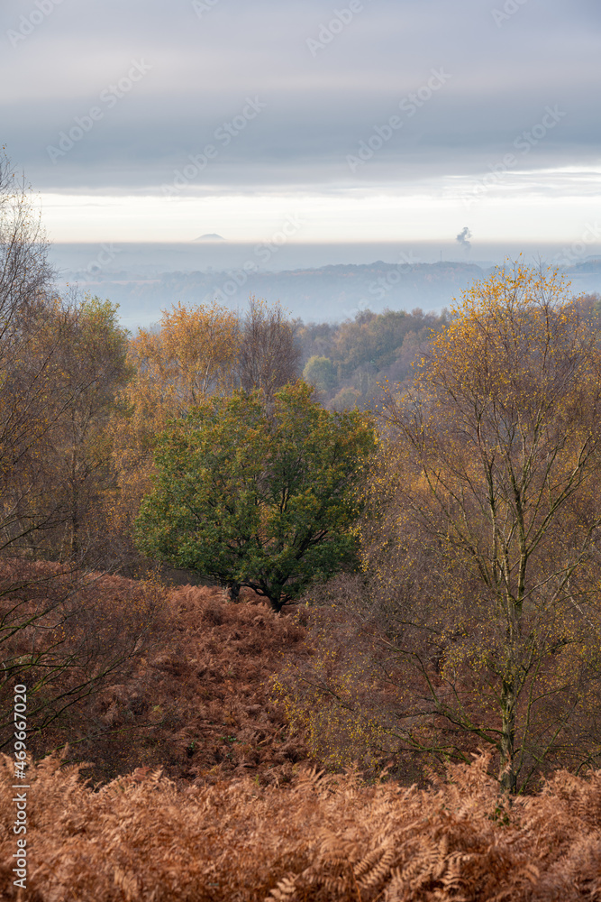 Golden autumnal fall tree and leaf colours at the Downs Banks, Barlaston in Staffordshire. Golden autumnal fall tree and leaf colours at the Downs Banks, Barlaston in Staffordshire.
