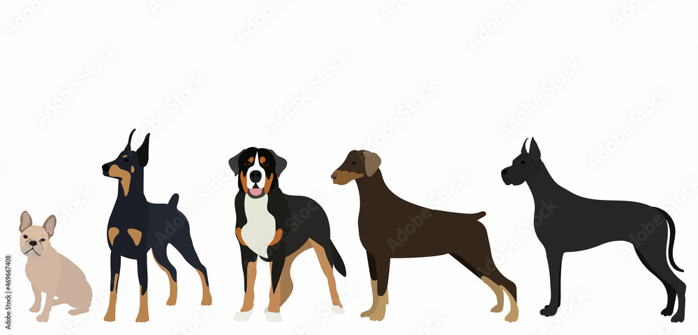 dogs in flat style vector, isolated