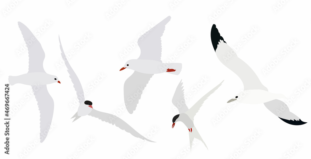 Fototapeta premium seagulls flying in flat style vector, isolated