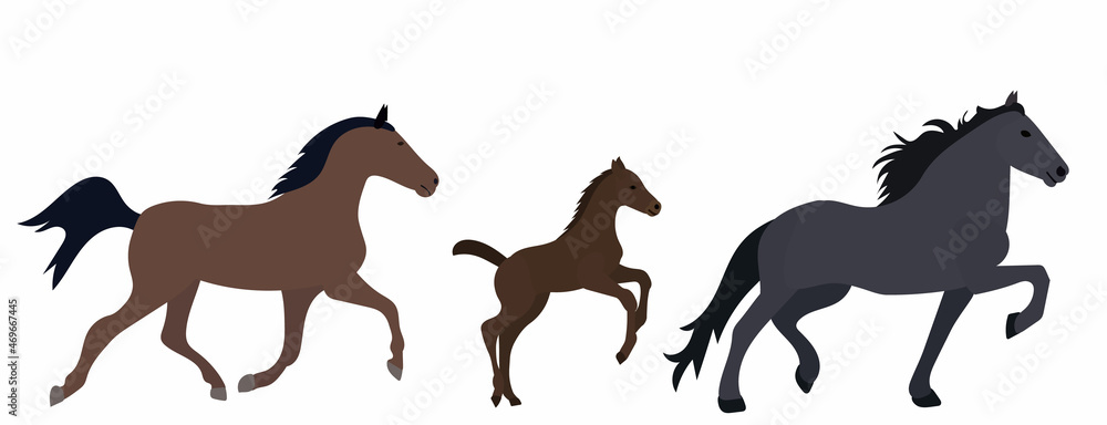 horses run in flat style vector, isolated
