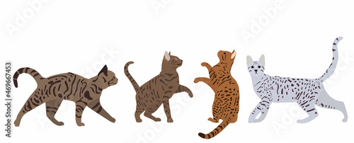 cats in flat style vector