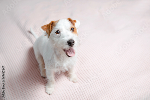 Jack Russell Terrier on white pink bed christmas