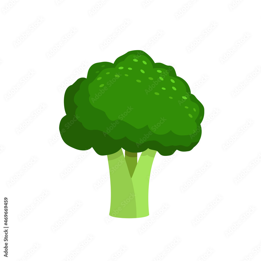 Fresh green broccoli. Vegetable isolated on a white background. Stock vector illustration. Design element for logo, label, sign, emblem, badge. Fresh green broccoli. Vegetable isolated on a white background. Stock vector illustration. Design element for logo, label, sign, emblem, badge.