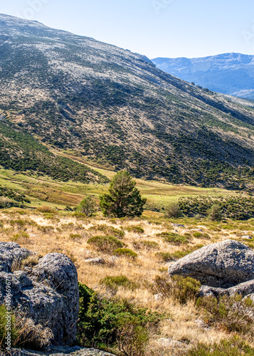 landcape of a tree on the side of a mountain in vertical