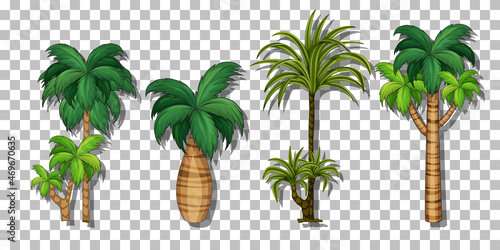 Palm tree on transparent background
