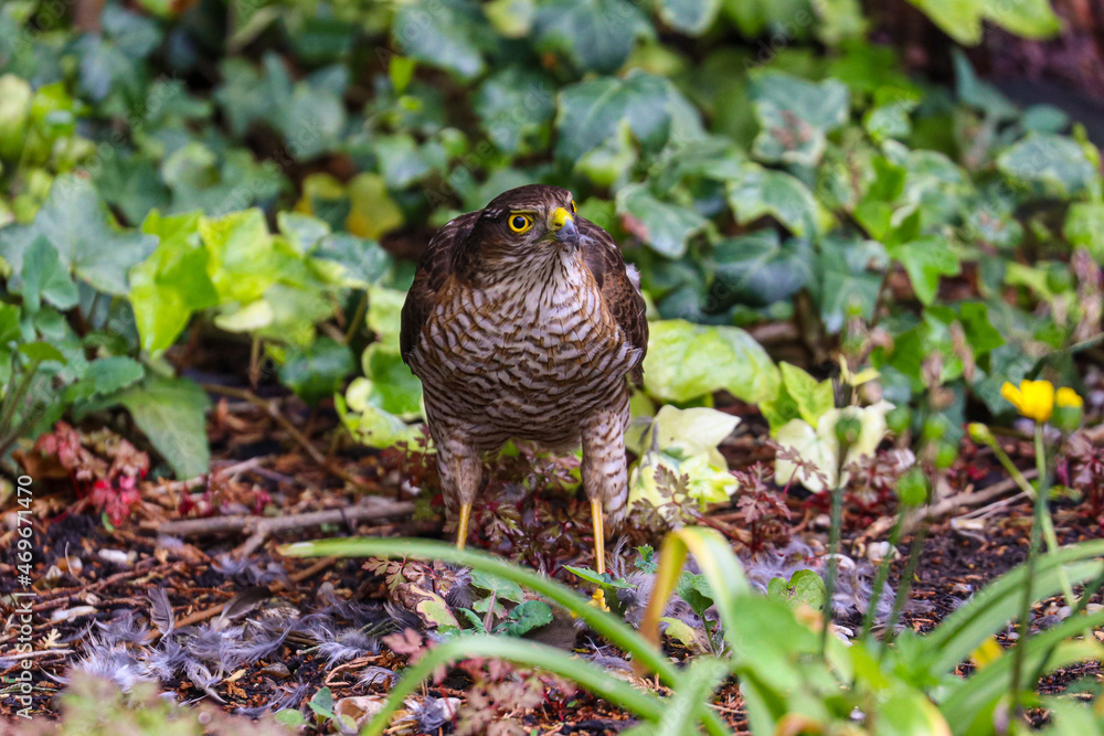 Sparrow Hawk feeding on prey Sparrow Hawk feeding on prey