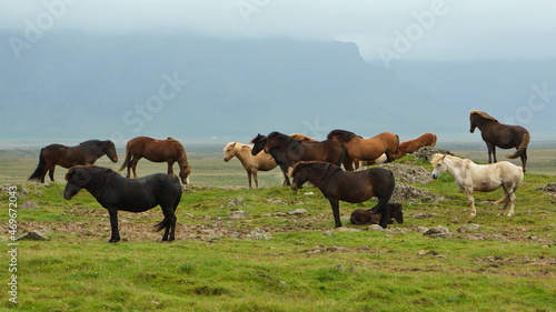 Icelandic horses on a pasture in Iceland  Europe 