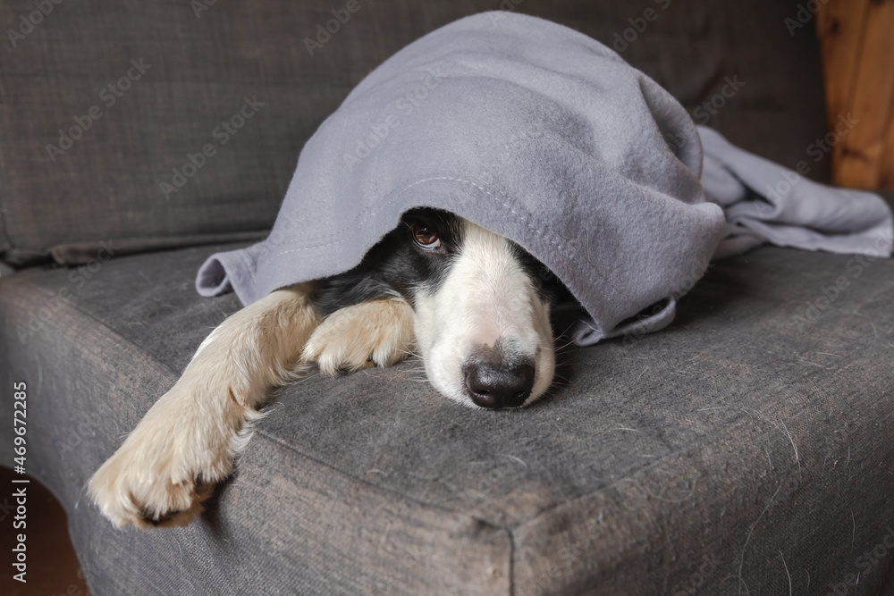 Funny puppy dog border collie lying on couch under plaid indoors. Little pet dog at home keeping warm hiding under blanket in cold fall autumn winter weather. Pet animal life Hygge mood concept Funny puppy dog border collie lying on couch under plaid indoors. Little pet dog at home keeping warm hiding under blanket in cold fall autumn winter weather. Pet animal life Hygge mood concept