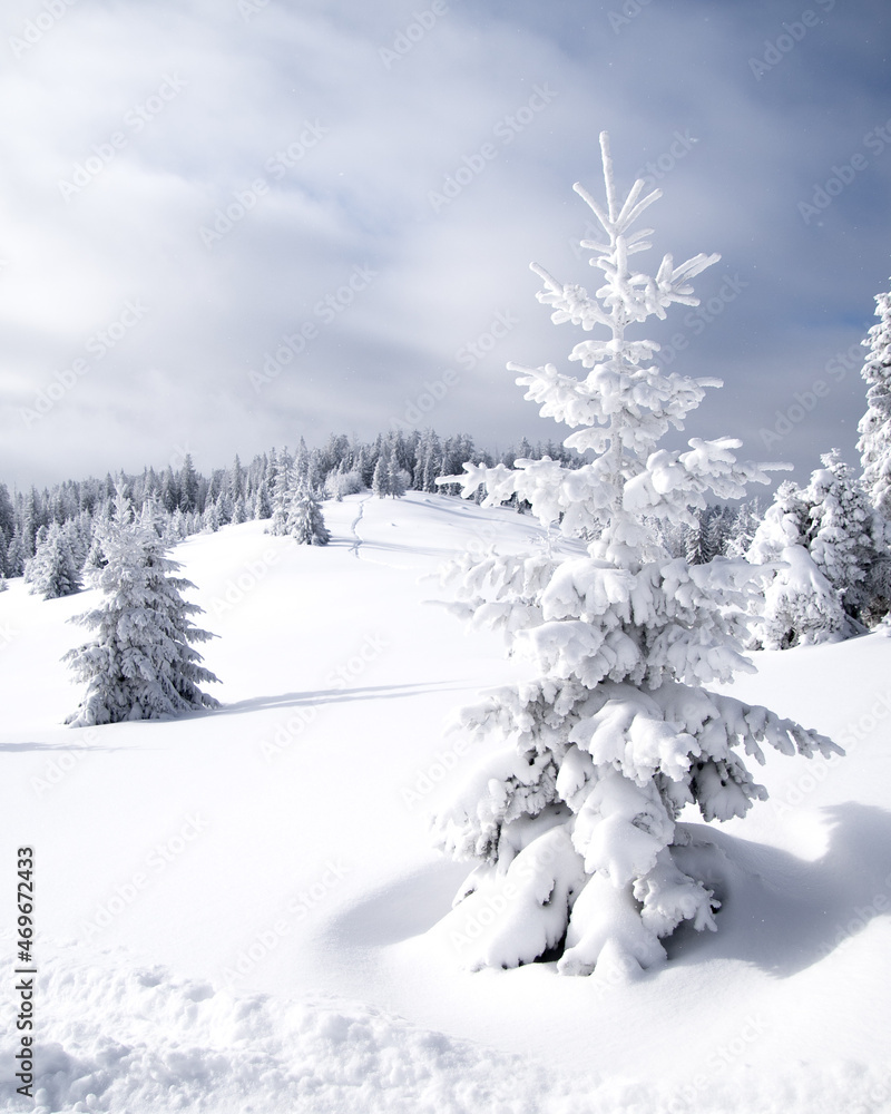 Fototapeta premium Snowy trees in Gorce Mountains, Poland