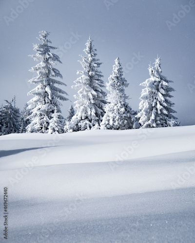 Snowy trees in Gorce Mountains, Poland © Szymek