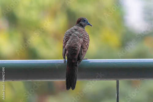 Zebra dove bird from South East of Asia resting on a pole