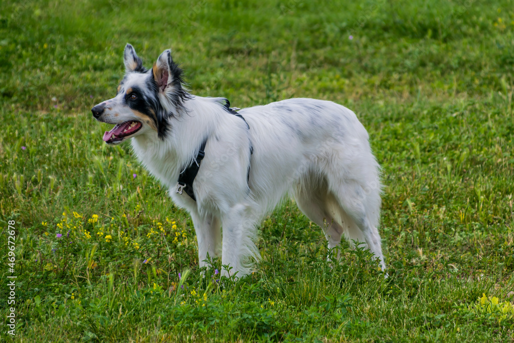 Chien de race Border Collie blanc et noir.
Chien de race Border Collie blanc et noir.