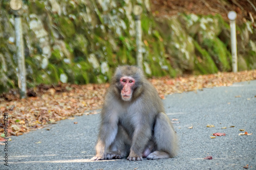                                           Wild monkeys on Shodoshima. Kagawa-ken