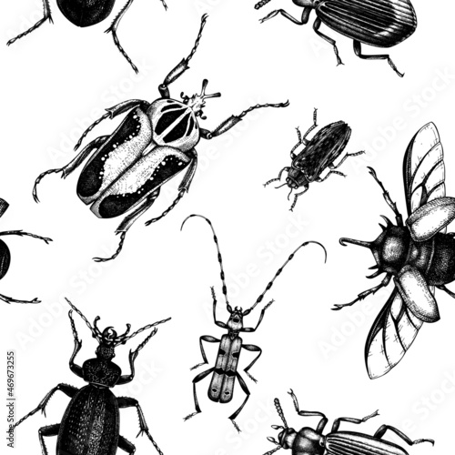 Vector backdrop with high detailed insects sketches. Hand drawn beetles illustrations in vintage style. Entomological seamless pattern. Beetles outlines background