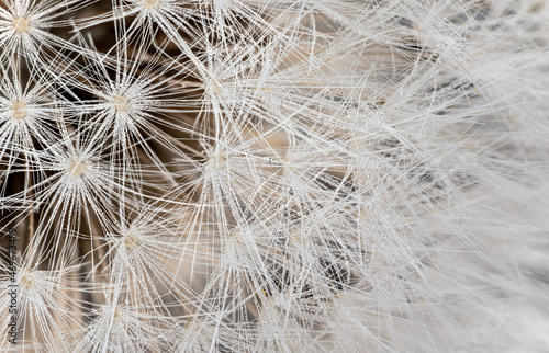 White dandelion - Taraxacum species - head seeds  white pappus fiber with barbs and tiny water drops detail on black background. Microscope detail  image width 23mm