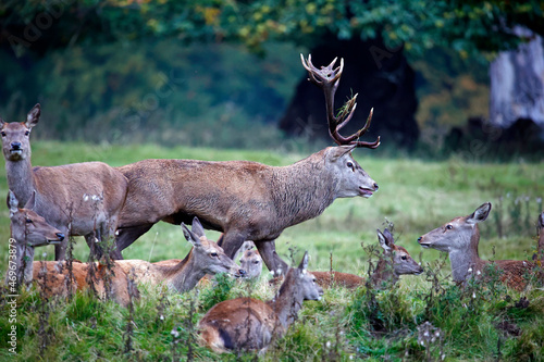 Red deer at the annual autumn rut