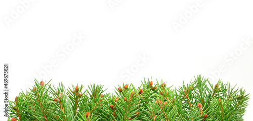 Green fir needle twigs border closed up isolated on white