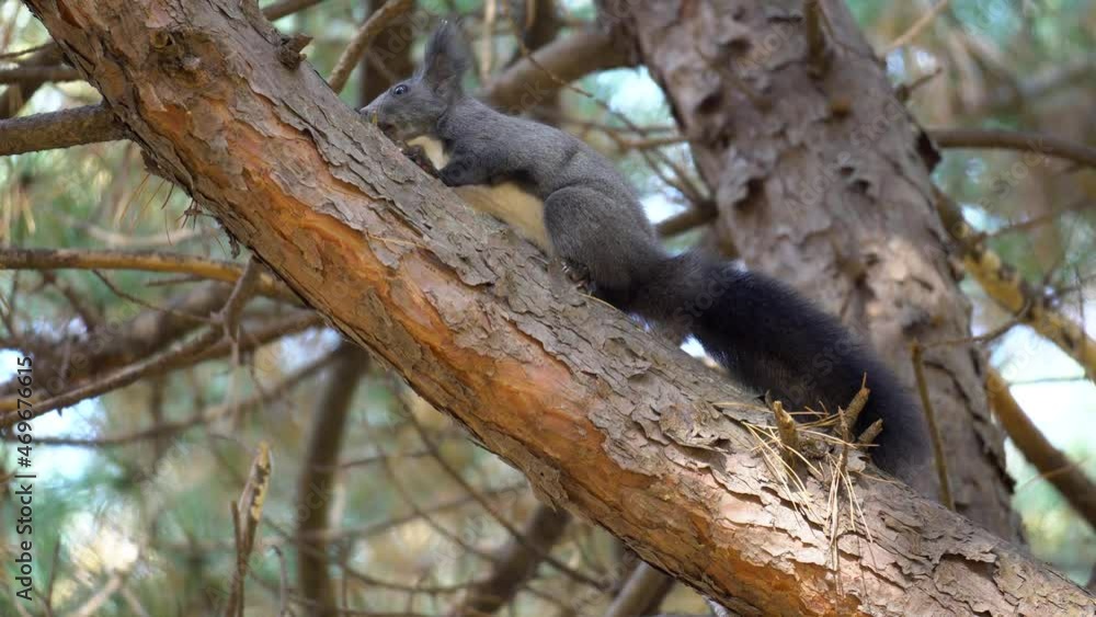 Korean tree squirrel jumping on Pinetree in Autumn Yangjae Forest, South Korea Korean tree squirrel jumping on Pinetree in Autumn Yangjae Forest, South Korea