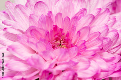 pink chrysanthemum flowers as background