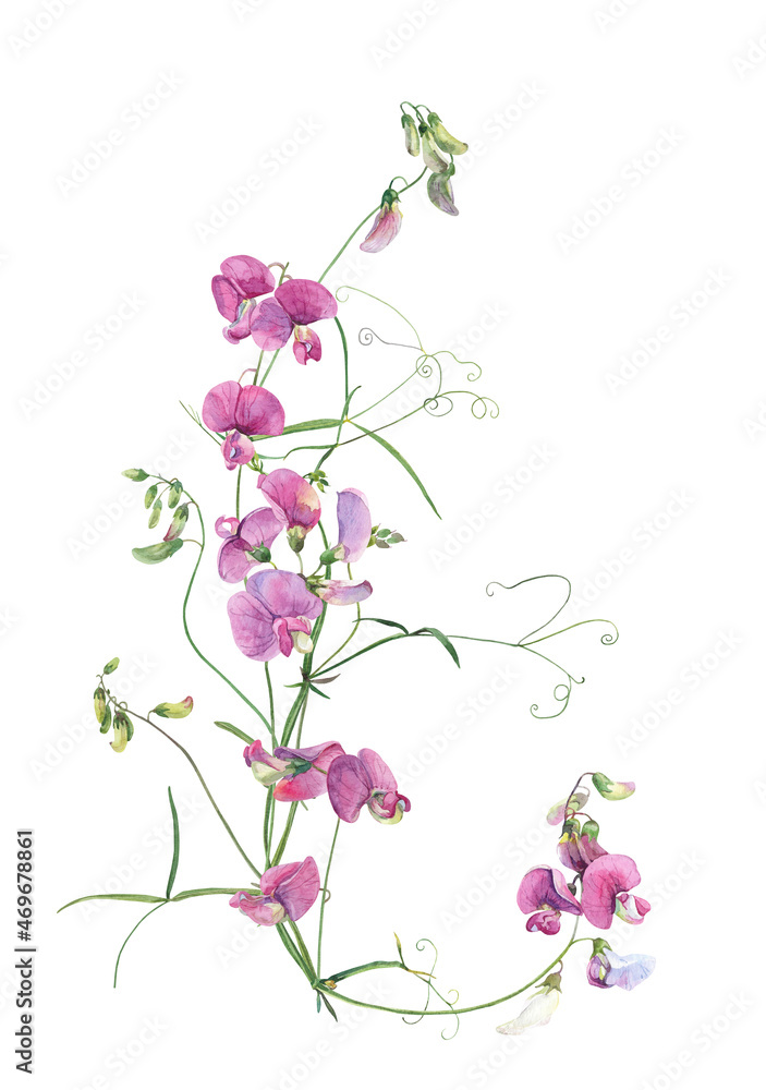 Watercolor pink flowers Lathyrus tuberosus