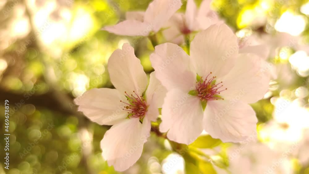 Plum, cherry or apple tree in blossom, spring time, new season beginning. Plum, cherry or apple tree in blossom, spring time, new season beginning.