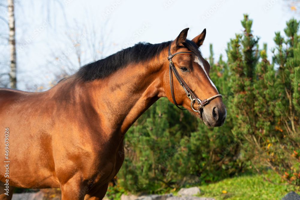 portrait of  bay sportive warmblood horse posing in  stable garden
