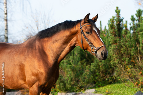 portrait of  bay sportive warmblood horse posing in  stable garden © anakondasp