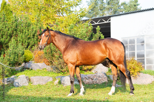 exterior of  bay sportive warmblood horse posing in  stable garden photo