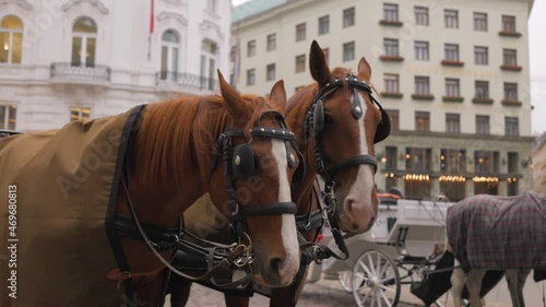 Horse Drawn Cab in the city of Vienna - Beautiful horses close up shot
