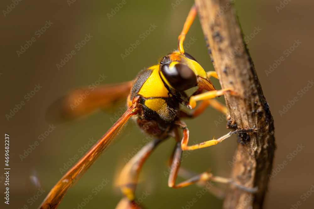 Naklejka premium A wasp on a wooden twig, clinging to the wood, also known as yellowjacket, hornet