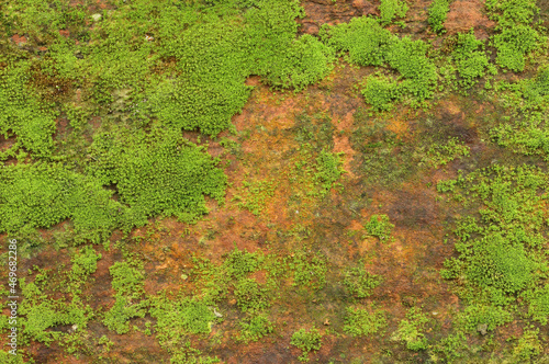 Fototapeta Naklejka Na Ścianę i Meble -  Close up of green moss texture background is growing on the old stone wall.