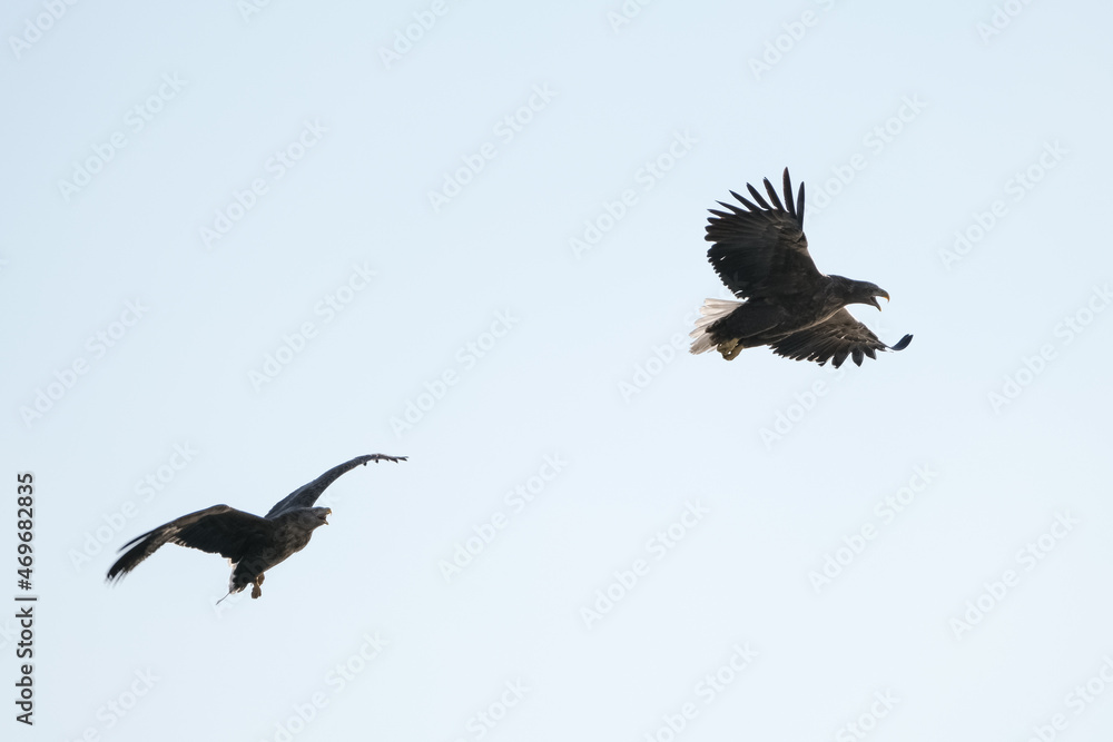 Fototapeta premium eagles in city