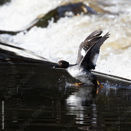 Common goldeneye photo