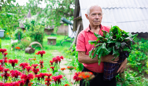 elderly man in red shirt with a harvest of beets on garden plot in summer