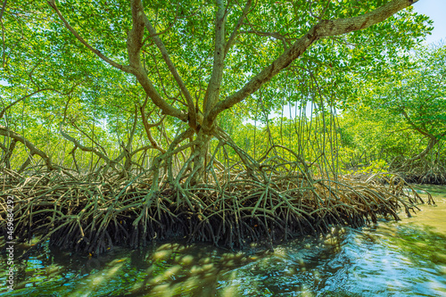 tropical mangrove forest