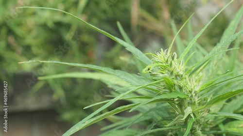 Fresh green cannabis plant. Growing organic cannabis herb on the farm outdoor. Close-up young hemp. Marijuana plantation for medical concept