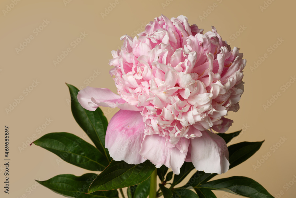 Beautiful rose-shaped peony flower in pink color isolated on beige background.