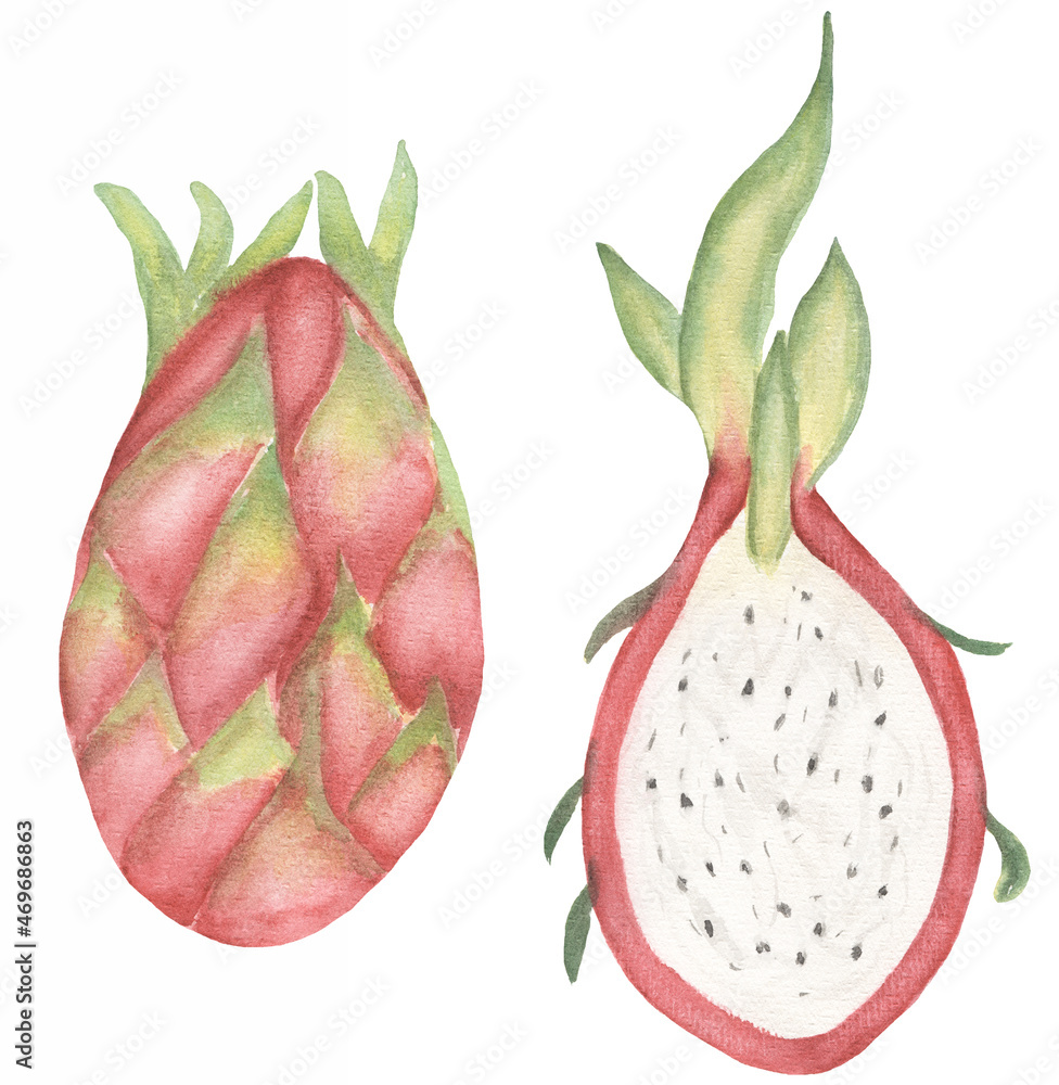 Tropical hand drawn Fruit Clipart, Watercolor Summer Food illustration, Dragon fruit clip art set, Exotic botanical fruit, Kitchen Print, Wall Art Tropical hand drawn Fruit Clipart, Watercolor Summer Food illustration, Dragon fruit clip art set, Exotic botanical fruit, Kitchen Print, Wall Art