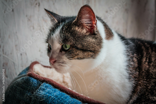 close up of cat